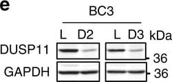 Goat anti-Rabbit IgG (Heavy Chain), Superclonal Recombinant Secondary Antibody,