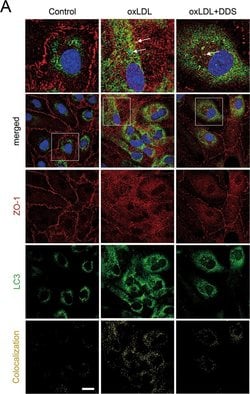 Goat anti-Mouse IgG (H+L) Cross-Adsorbed Secondary Antibody, DyLight&trade; 594, Invitrogen&trade; 500 &mu;L; DyLight 594 