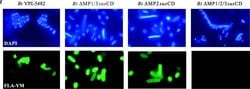 Invitrogen Goat anti-Rabbit IgG (H+L) Secondary Antibody, DyLight 650 1