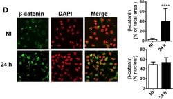 Invitrogen Goat anti-Mouse IgG (H+L) Cross-Adsorbed Secondary Antibody,