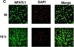 Invitrogen Goat anti-Mouse IgG (H+L) Cross-Adsorbed Secondary Antibody,