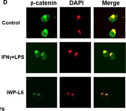 Invitrogen Goat anti-Mouse IgG (H+L) Cross-Adsorbed Secondary Antibody,