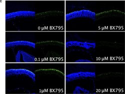 Invitrogen Goat anti-Mouse IgG (H+L) Cross-Adsorbed Secondary Antibody,