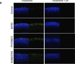 Invitrogen Goat anti-Mouse IgG (H+L) Cross-Adsorbed Secondary Antibody,