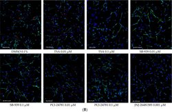 Invitrogen Goat anti-Mouse IgG (H+L) Cross-Adsorbed Secondary Antibody,