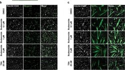 Invitrogen Goat anti-Mouse IgG (H+L) Cross-Adsorbed Secondary Antibody,