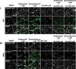 Invitrogen Goat anti-Mouse IgG (H+L) Cross-Adsorbed Secondary Antibody,