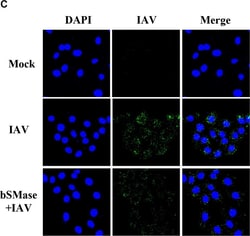 Invitrogen Goat anti-Mouse IgG (H+L) Cross-Adsorbed Secondary Antibody,