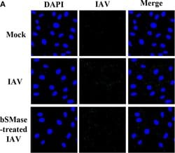 Invitrogen Goat anti-Mouse IgG (H+L) Cross-Adsorbed Secondary Antibody,