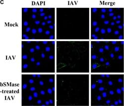 Invitrogen Goat anti-Mouse IgG (H+L) Cross-Adsorbed Secondary Antibody,