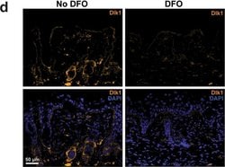 Invitrogen Goat anti-Mouse IgG (H+L) Cross-Adsorbed Secondary Antibody,