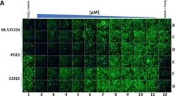 Invitrogen Goat anti-Mouse IgG (H+L) Cross-Adsorbed Secondary Antibody,