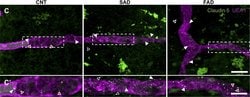 Invitrogen Goat anti-Mouse IgG (H+L) Cross-Adsorbed Secondary Antibody,