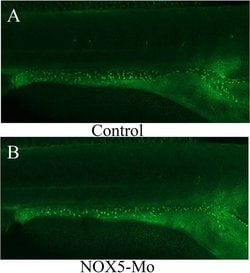 Invitrogen Goat anti-Mouse IgG (H+L) Cross-Adsorbed Secondary Antibody,