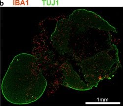 Invitrogen Goat anti-Mouse IgG (H+L) Cross-Adsorbed Secondary Antibody,