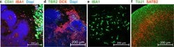 Invitrogen Goat anti-Mouse IgG (H+L) Cross-Adsorbed Secondary Antibody,