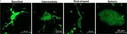 Invitrogen Goat anti-Mouse IgG (H+L) Cross-Adsorbed Secondary Antibody,