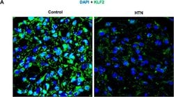 Invitrogen Goat anti-Mouse IgG (H+L) Cross-Adsorbed Secondary Antibody,