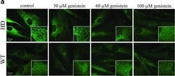 Invitrogen Goat anti-Mouse IgG (H+L) Cross-Adsorbed Secondary Antibody,