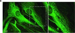 Invitrogen Goat anti-Mouse IgG (H+L) Cross-Adsorbed Secondary Antibody,