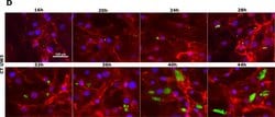 Invitrogen Goat anti-Mouse IgG (H+L) Cross-Adsorbed Secondary Antibody,