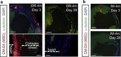 Invitrogen Goat anti-Mouse IgG (H+L) Cross-Adsorbed Secondary Antibody,