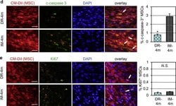 Invitrogen Goat anti-Mouse IgG (H+L) Cross-Adsorbed Secondary Antibody,