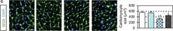 Invitrogen Goat anti-Mouse IgG (H+L) Cross-Adsorbed Secondary Antibody,