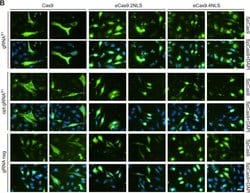 Invitrogen Goat anti-Mouse IgG (H+L) Cross-Adsorbed Secondary Antibody,
