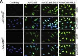 Invitrogen Goat anti-Mouse IgG (H+L) Cross-Adsorbed Secondary Antibody,