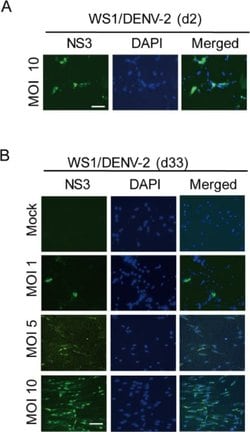 Invitrogen Goat anti-Mouse IgG (H+L) Cross-Adsorbed Secondary Antibody,