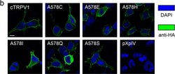Invitrogen Goat anti-Mouse IgG (H+L) Cross-Adsorbed Secondary Antibody,