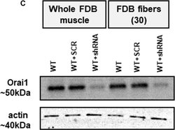 Invitrogen Goat anti-Mouse IgG (H+L) Cross-Adsorbed Secondary Antibody,