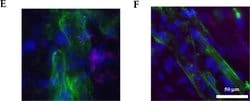 Invitrogen Goat anti-Mouse IgG (H+L) Cross-Adsorbed Secondary Antibody,