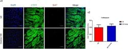 Invitrogen Goat anti-Mouse IgG (H+L) Cross-Adsorbed Secondary Antibody,