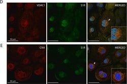 Invitrogen Goat anti-Mouse IgG (H+L) Cross-Adsorbed Secondary Antibody,
