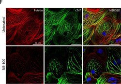 Invitrogen Goat anti-Mouse IgG (H+L) Cross-Adsorbed Secondary Antibody,