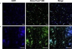 Invitrogen Goat anti-Mouse IgG (H+L) Cross-Adsorbed Secondary Antibody,