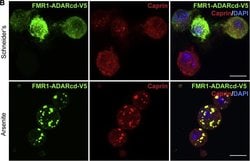 Invitrogen Goat anti-Mouse IgG (H+L) Cross-Adsorbed Secondary Antibody,