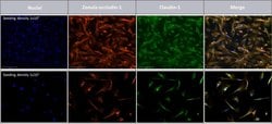 Invitrogen Goat anti-Mouse IgG (H+L) Cross-Adsorbed Secondary Antibody,