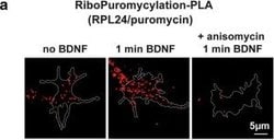 Invitrogen Goat anti-Rabbit IgG (H+L) Cross-Adsorbed Secondary Antibody, Alexa Fluor 532 1 mg | Buy Online | Invitrogen&trade; | Fisher Scientific