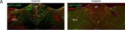 Invitrogen Donkey anti-Sheep IgG (H+L) Cross-Adsorbed Secondary Antibody,