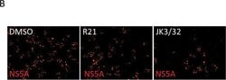Invitrogen Donkey anti-Sheep IgG (H+L) Cross-Adsorbed Secondary Antibody,