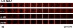 Invitrogen Donkey anti-Sheep IgG (H+L) Cross-Adsorbed Secondary Antibody,