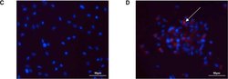 Invitrogen F(ab')2-Goat anti-Mouse IgG (H+L) Cross-Adsorbed Secondary Antibody,