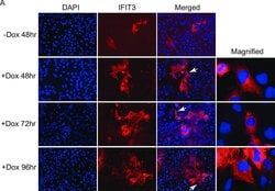 Invitrogen F(ab')2-Goat anti-Rabbit IgG (H+L) Cross-Adsorbed Secondary