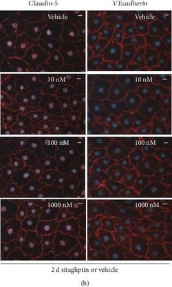 Invitrogen F(ab')2-Goat anti-Rabbit IgG (H+L) Cross-Adsorbed Secondary