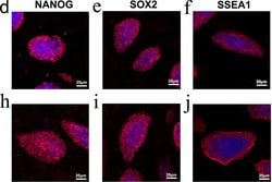 Invitrogen Goat anti-Mouse IgM (Heavy chain) Cross-Adsorbed Secondary Antibody,