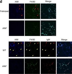 Invitrogen Goat anti-Mouse IgM (Heavy chain) Cross-Adsorbed Secondary Antibody,