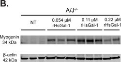 Invitrogen Goat anti-Mouse IgG (H+L) Highly Cross-Adsorbed Secondary Antibody,